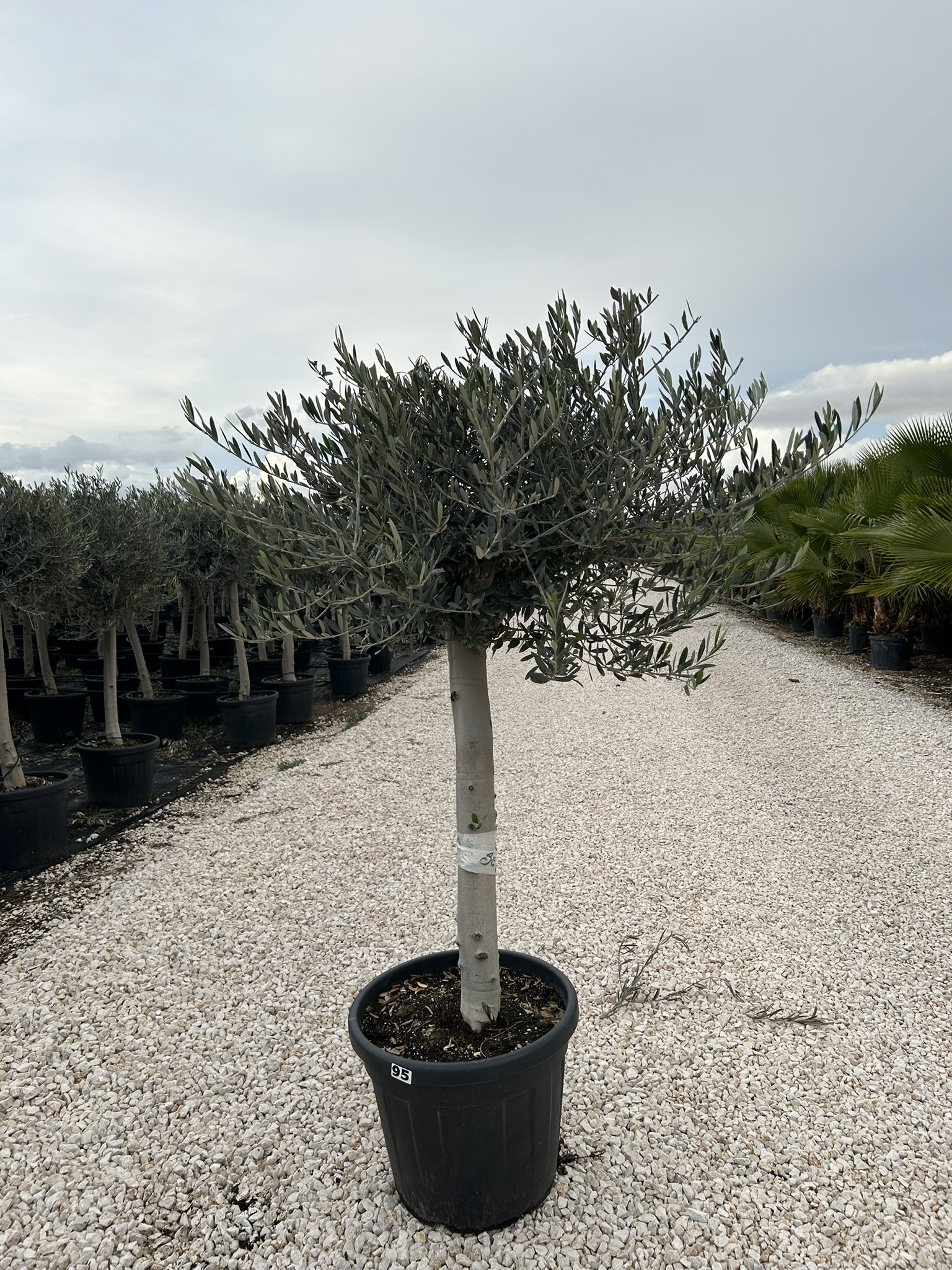 Olea europea ramif turb